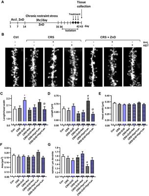 Combined hyperforin and lanicemine treatment instead of ketamine or imipramine restores behavioral deficits induced by chronic restraint stress and dietary zinc restriction in mice